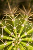 un cerca arriba de un cactus planta con Picos foto