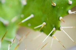 un cerca arriba de un cactus planta con Picos foto