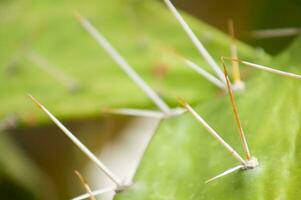 un cerca arriba de un cactus planta con Picos foto