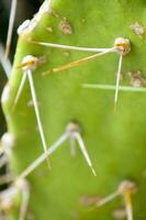 un cerca arriba de un cactus planta con Picos foto