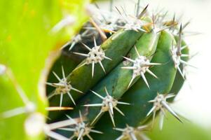 un cerca arriba de un cactus planta con Picos foto