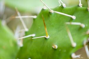 un cerca arriba de un cactus planta con Picos foto