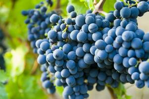 a bunch of grapes hanging on a vine photo