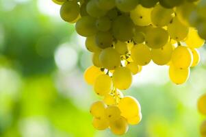 un manojo de uvas colgando en un vino foto