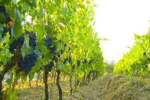 un manojo de uvas colgando en un vino foto