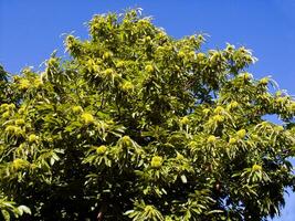 The chestnut tree in the summer season photo