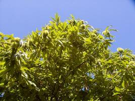 The chestnut tree in the summer season photo