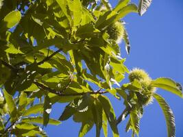 The chestnut tree in the summer season photo