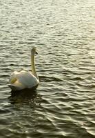 a white swan swimming in a lake photo