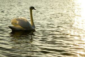 a white swan swimming in a lake photo