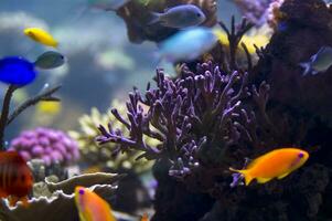 a close up of a bunch of plants in a tank photo