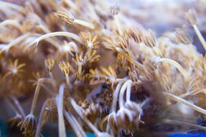 a close up of a bunch of plants in a tank photo