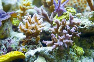 a close up of a bunch of plants in a tank photo