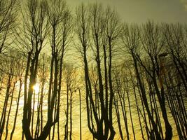 a group of trees in the sun photo