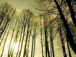 a group of trees in the sun photo