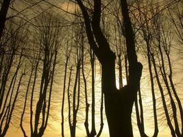 a group of trees in the sun photo