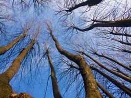 un ver arriba a el parte superior de un árbol con desnudo ramas foto