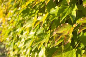 hojas de otoño en una pared foto