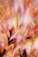 autumn leaves on a wall photo