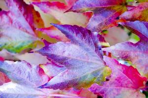 autumn leaves on a wall photo