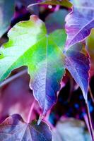 autumn leaves on a wall photo