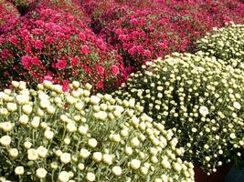 a large group of red flowers in a garden photo