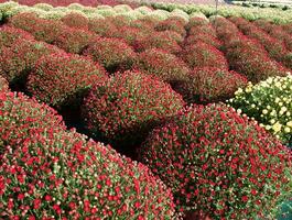 a large group of red flowers in a garden photo