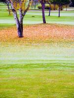 a green grass field with many leaves on it photo