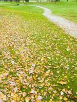 un verde césped campo con muchos hojas en eso foto