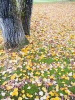 a green grass field with many leaves on it photo