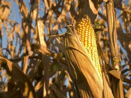 rows of corn during drying in the field photo