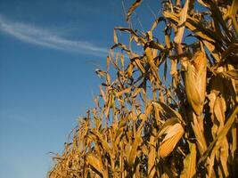 rows of corn during drying in the field photo