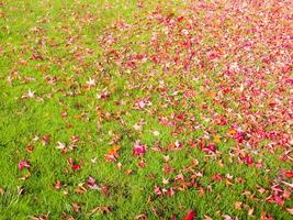 a green grass field with many leaves on it photo