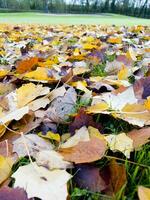 a green grass field with many leaves on it photo