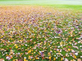 a green grass field with many leaves on it photo