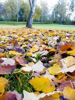 a green grass field with many leaves on it photo