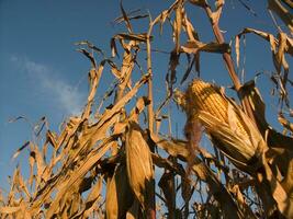 rows of corn during drying in the field photo