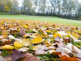 a green grass field with many leaves on it photo