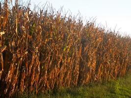 rows of corn during drying in the field photo