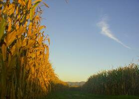 rows of corn during drying in the field photo