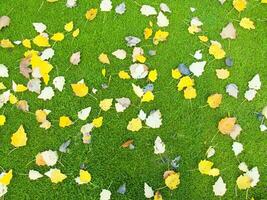 un verde césped campo con muchos hojas en eso foto