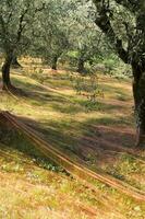 an olive grove with green netting photo