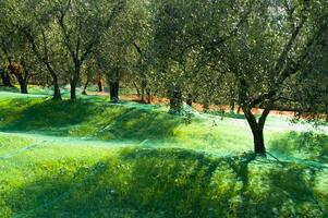 an olive grove with green netting photo