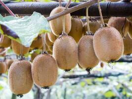 a bunch of kiwi fruit hanging from a tree photo