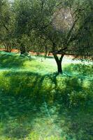 an olive grove with green netting photo