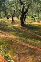 an olive grove with green netting photo