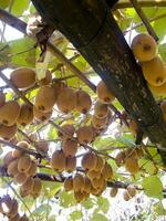 a bunch of kiwi fruit hanging from a tree photo