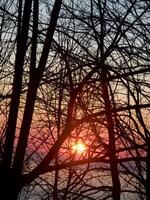 the sun is setting behind some bare trees photo