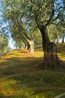 an olive grove with green netting photo