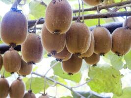 a bunch of kiwi fruit hanging from a tree photo